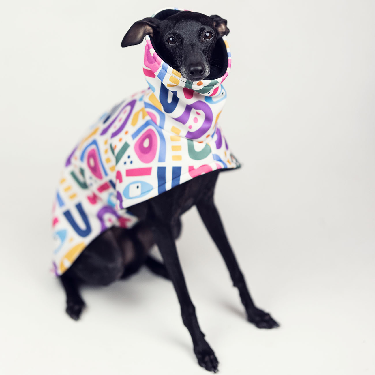 Italian greyhound YOUNG PICASSO Softshell® jacket - Wear.Chartbeat image 4