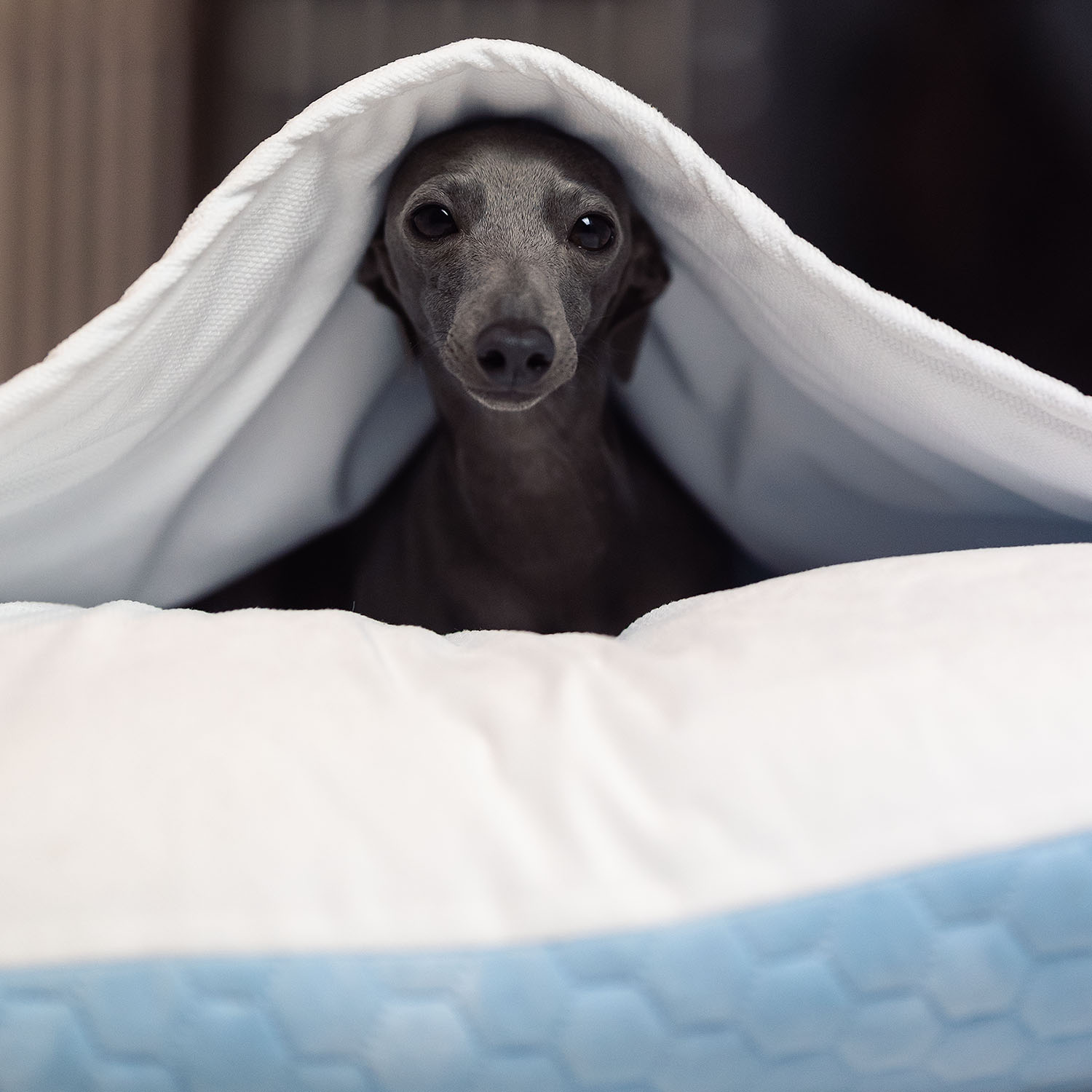 Iitalian greyhound bed Blue White soft - Sangue Azzurro image 4