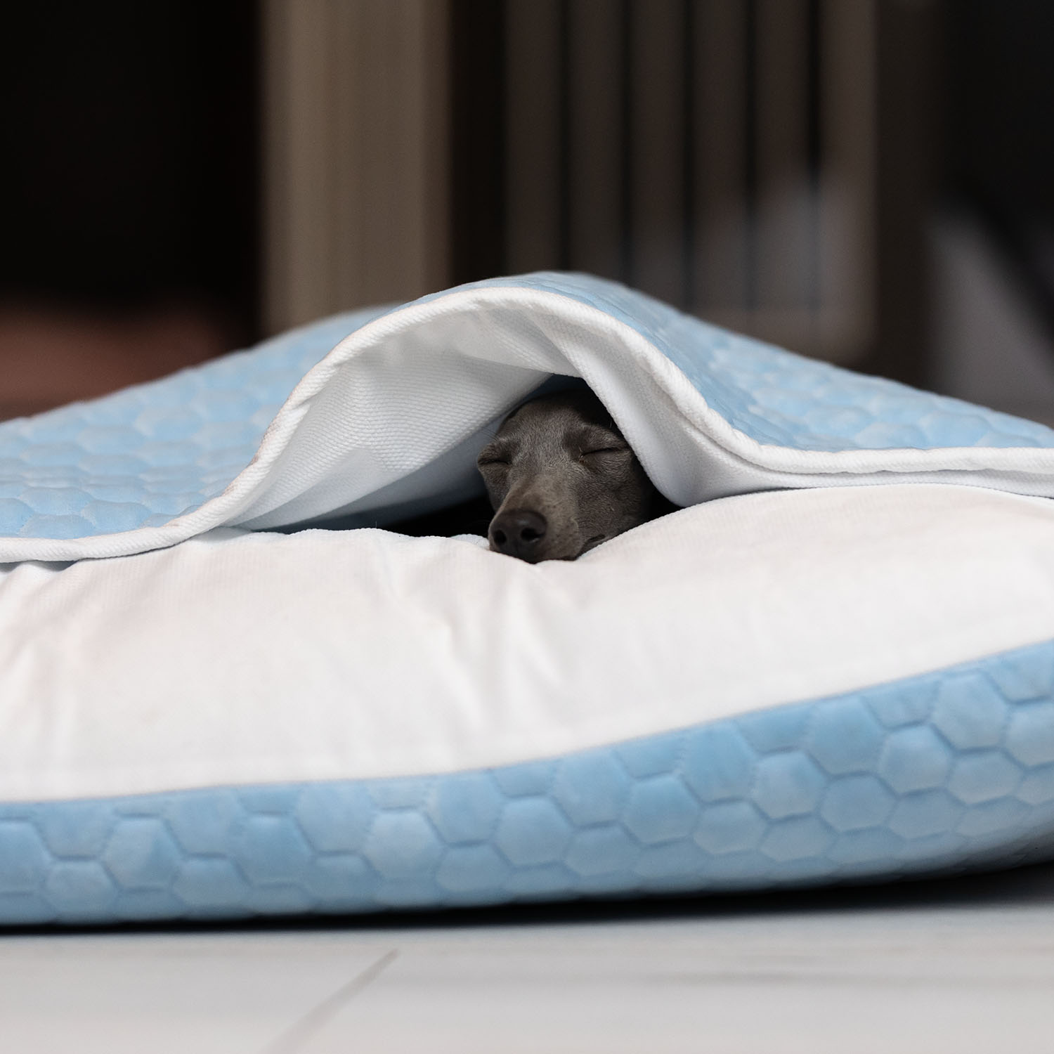 Iitalian greyhound bed Blue White soft - Sangue Azzurro image 2