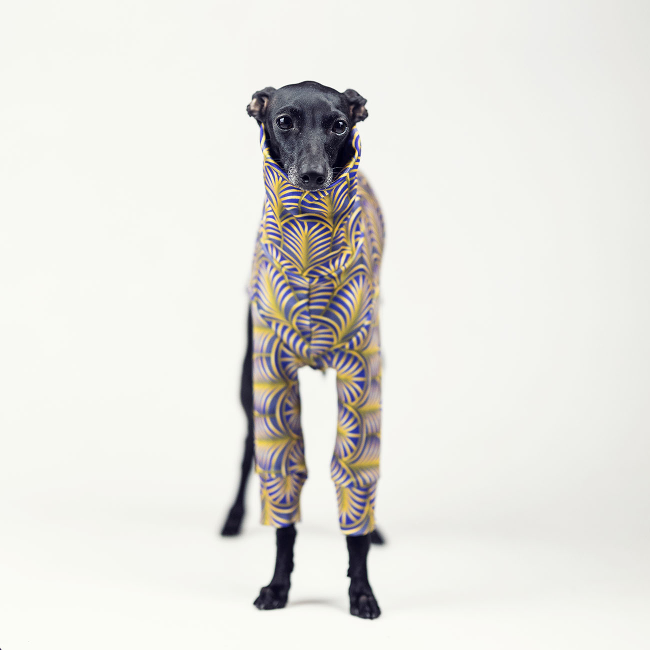 Italian greyhound clothing GOLD PALM - Wear.Chartbeat image 3