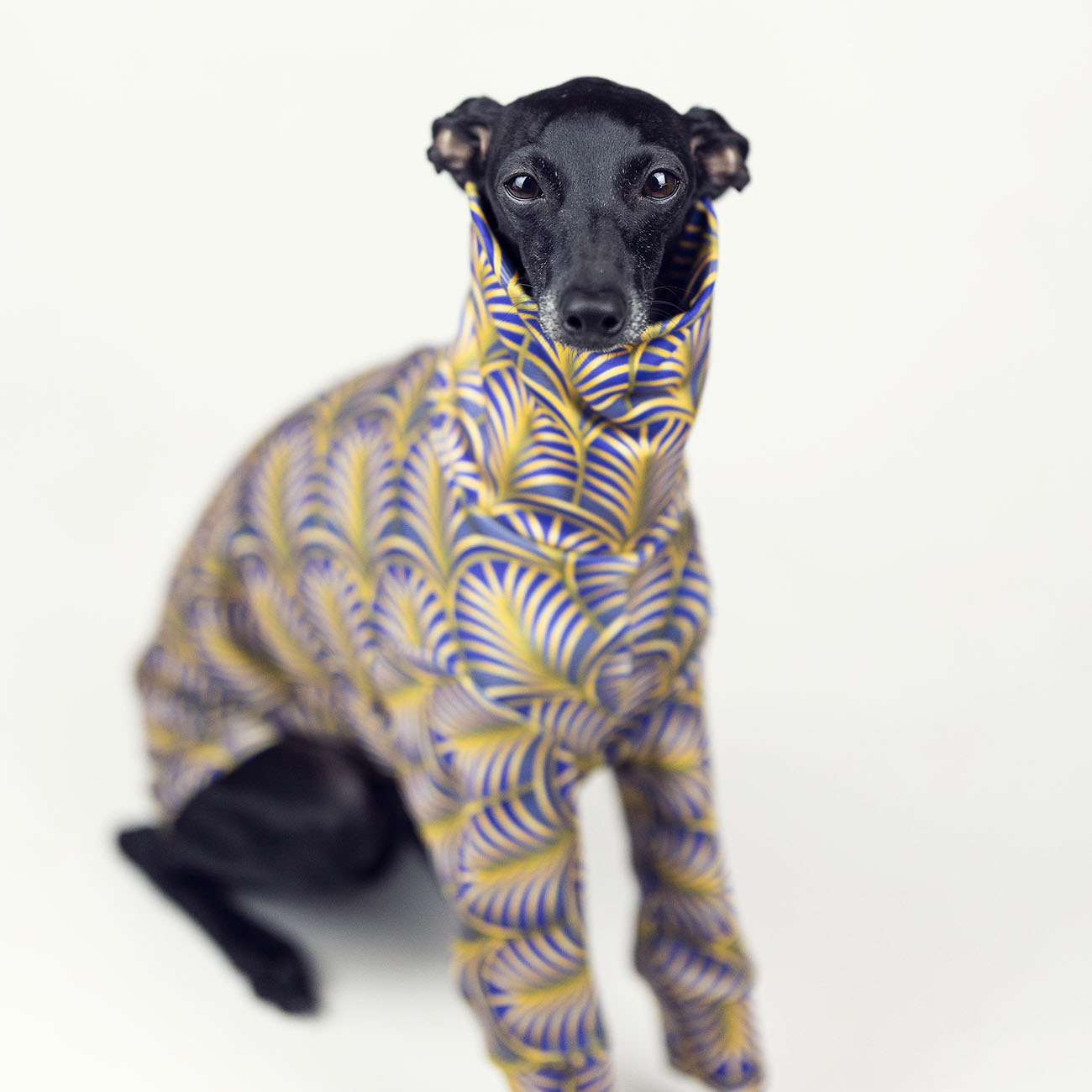 Italian greyhound clothing GOLD PALM - Wear.Chartbeat image 4