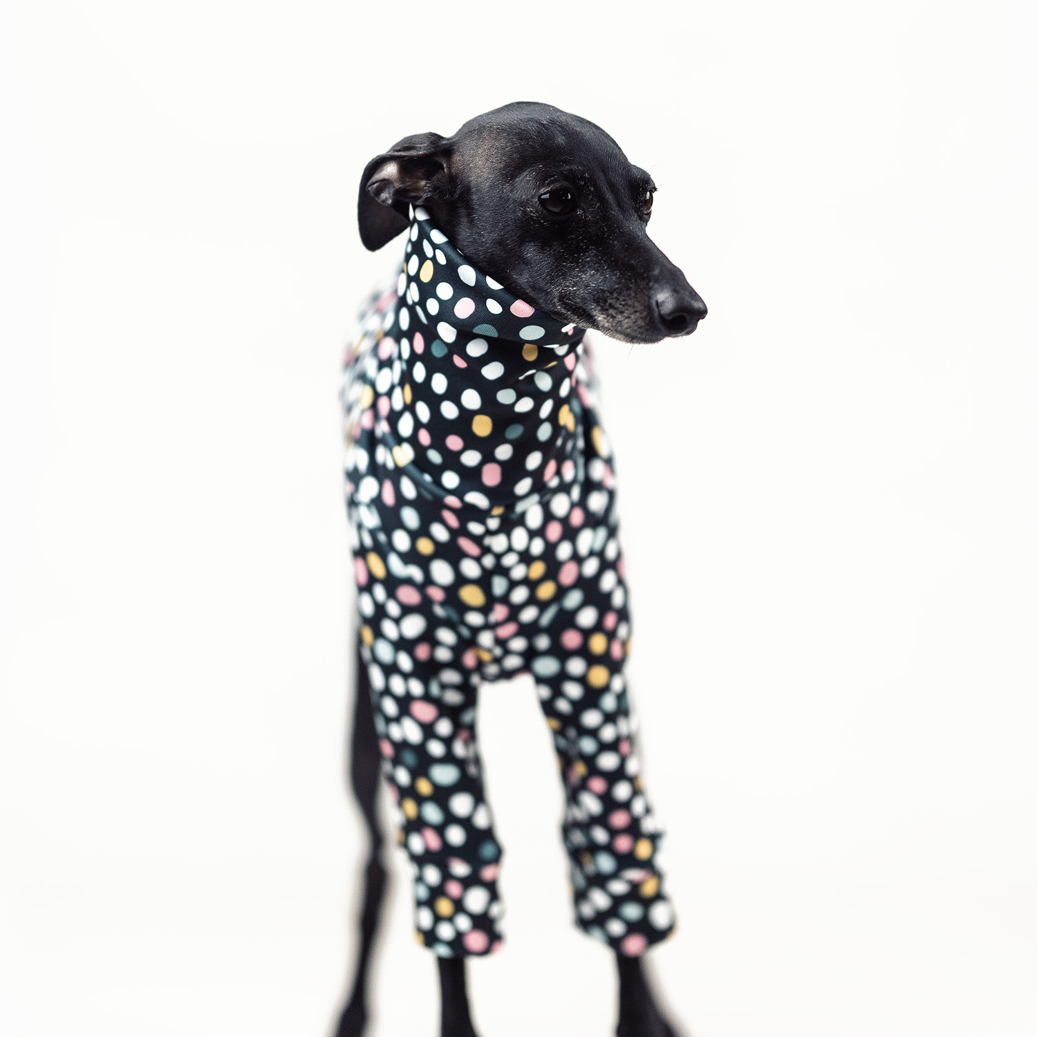 Italian greyhound clothing DOTTY STYLE Stretchmax® blouse - Wear.Chartbeat image 2