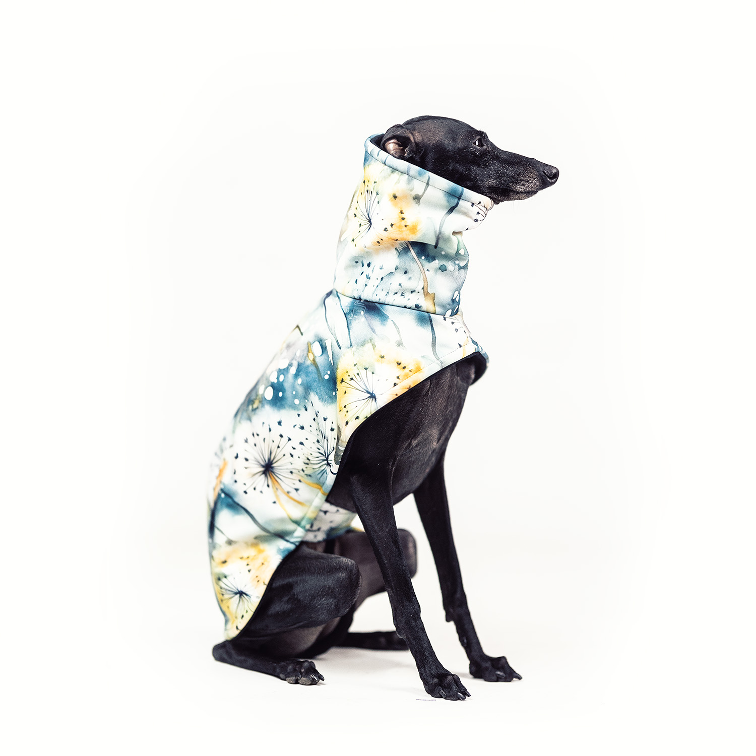 Italian greyhound BLOWBALL Softshell® jacket - Wear.Chartbeat image 3