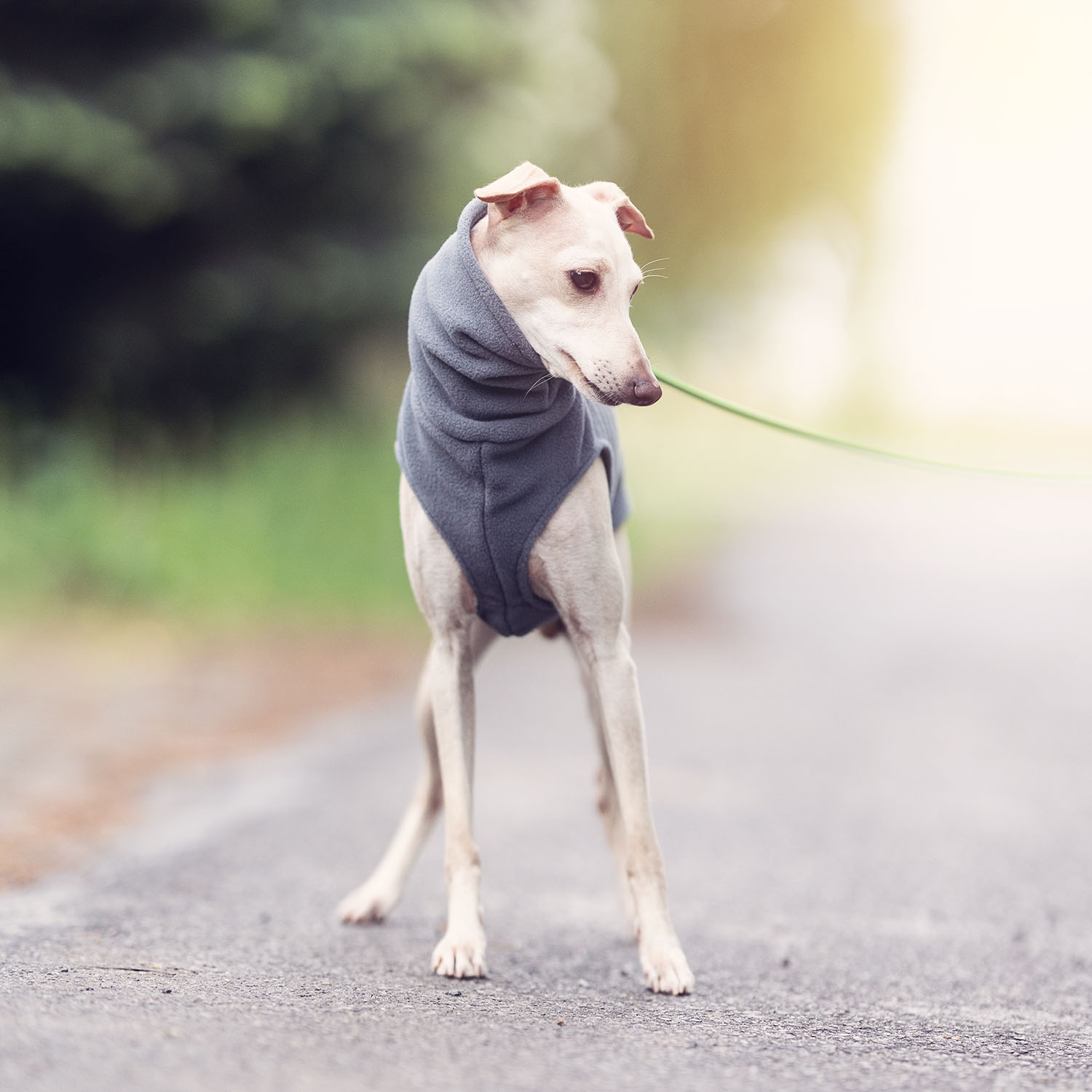Italian greyhound clothing GREY FLEECE - Wear.Chartbeat image 2
