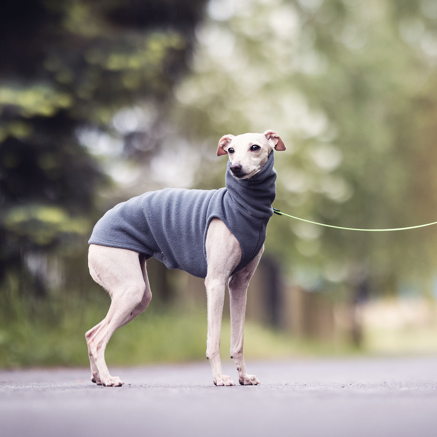 Italian greyhound clothing GREY FLEECE - Wear.Chartbeat image 3