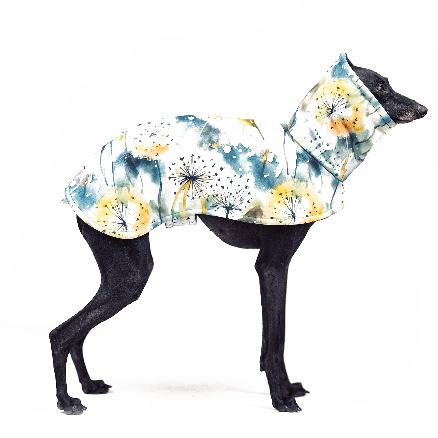 Italian greyhound BLOWBALL Softshell® jacket - Wear.Chartbeat image 1