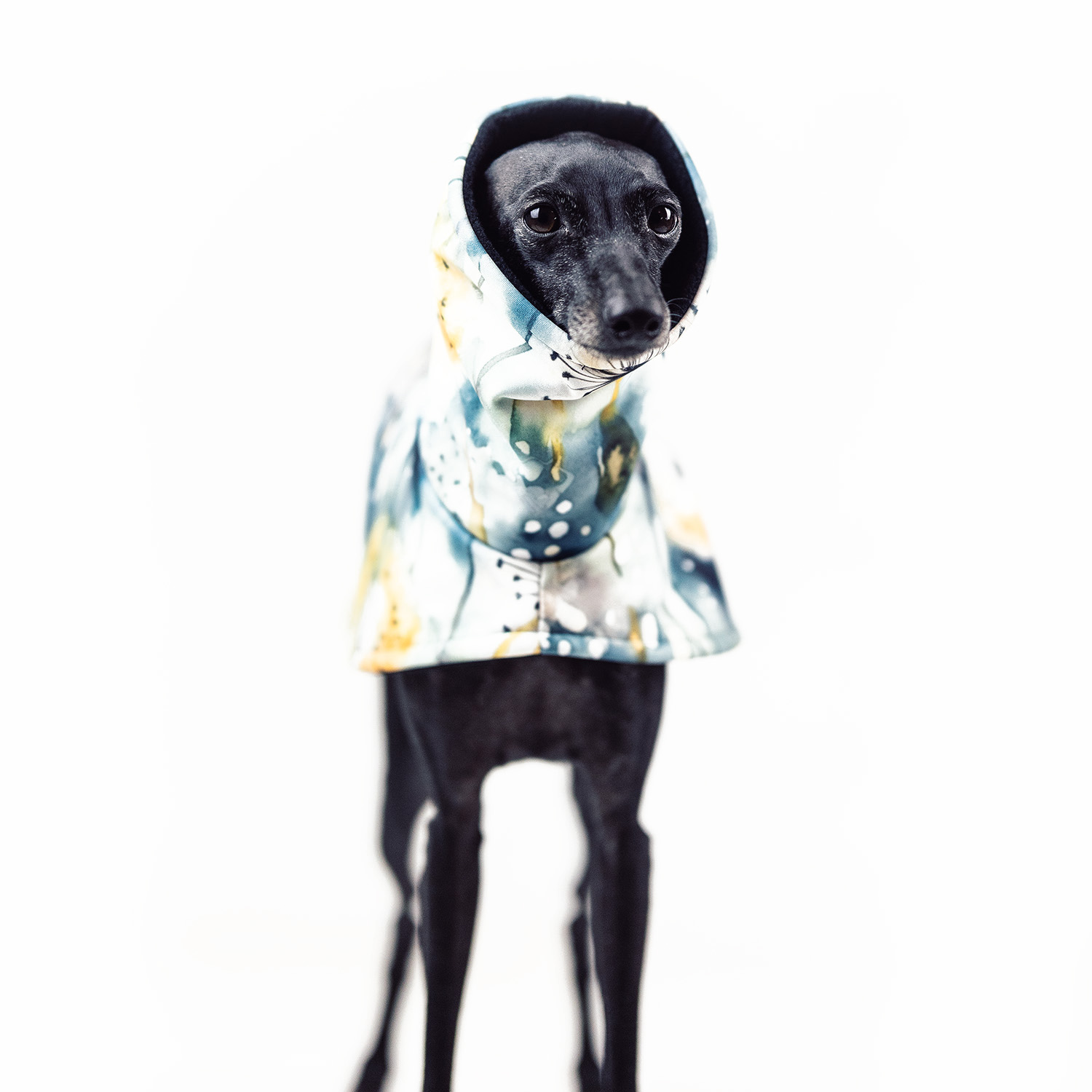 Italian greyhound BLOWBALL Softshell® jacket - Wear.Chartbeat image 2