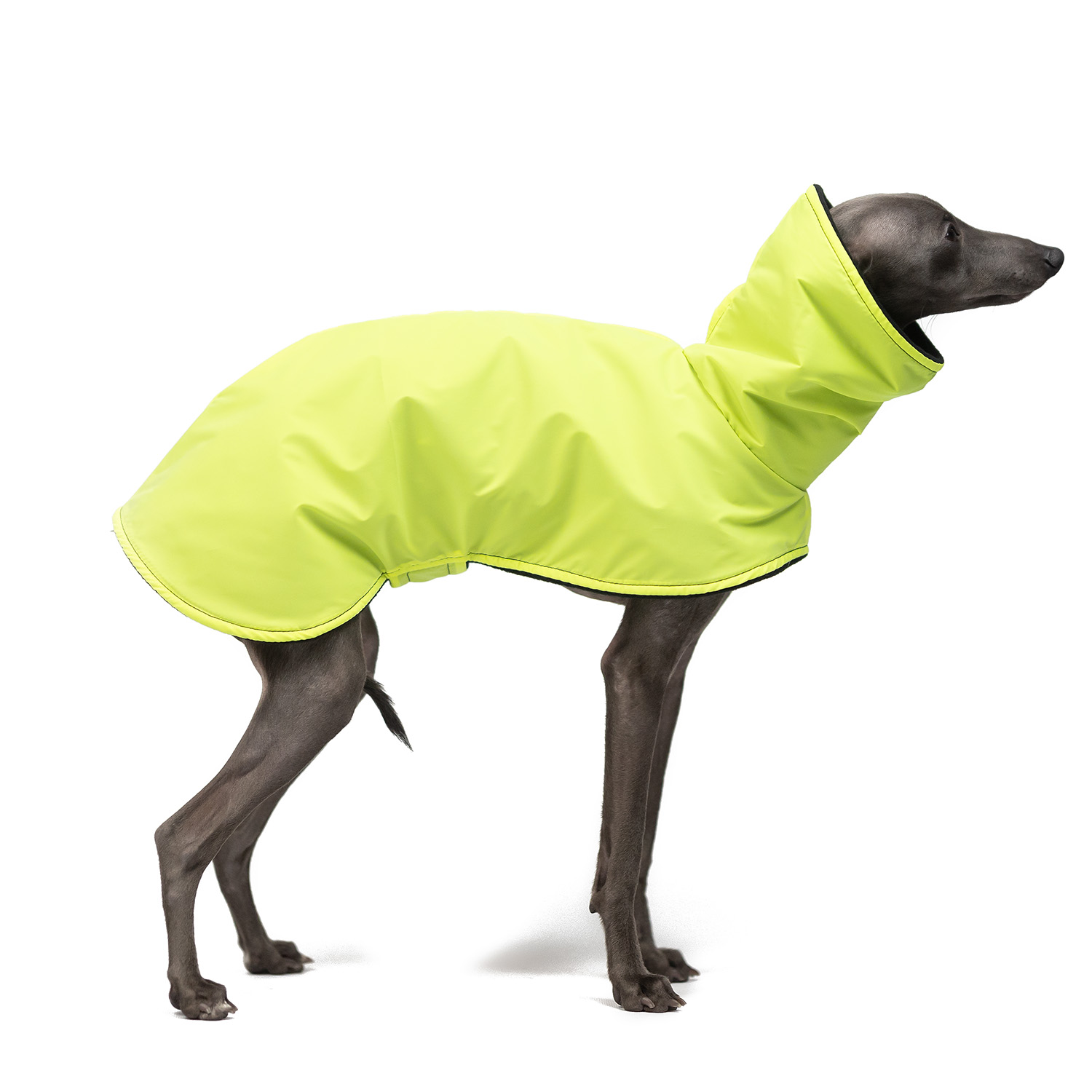 Italian greyhound REFLECTIVE YELLOW coat - Wear.Chartbeat image 1