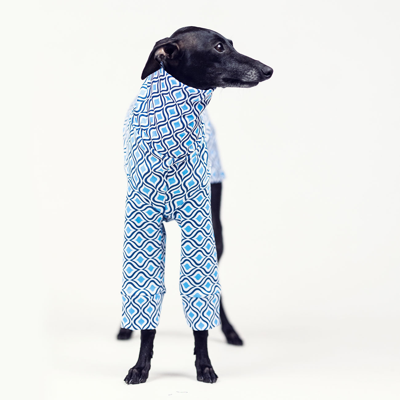 Italian greyhound clothing SANTORINI - Wear.Chartbeat image 3