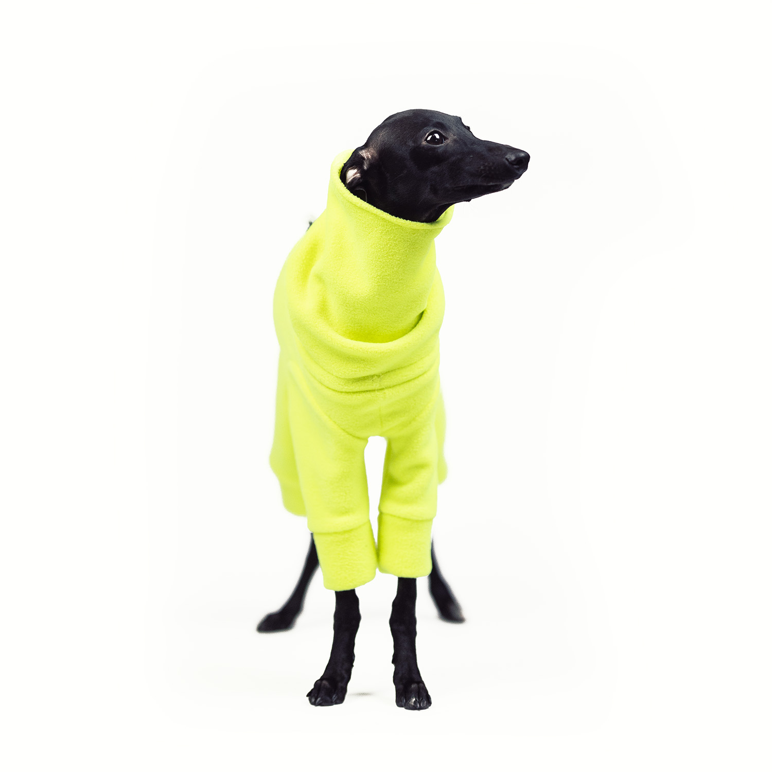 Jumpsuit for italian greyhound NEON BLAZE - Wear.Chartbeat image 2