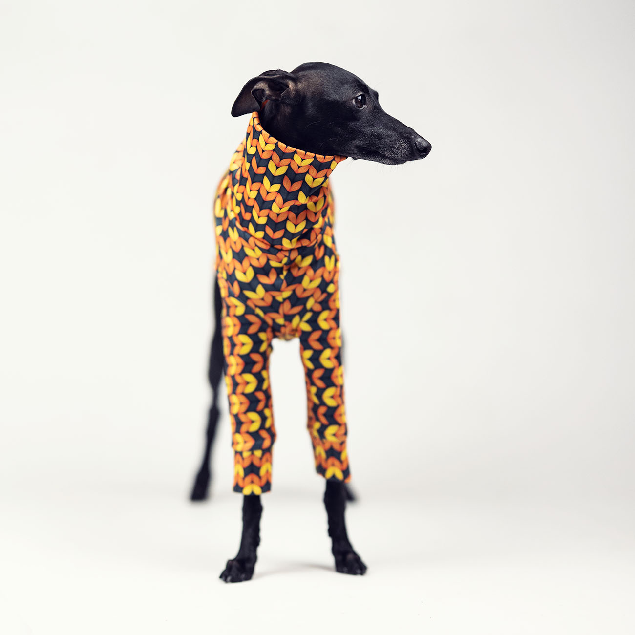 Italian greyhound clothing AUTUMN SWEATER - Wear.Chartbeat image 3