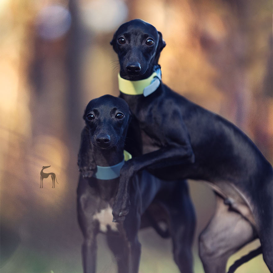 Italian greyhound collar EYESH Lemon Polar Blue - EYESH -for dog walks- image 2