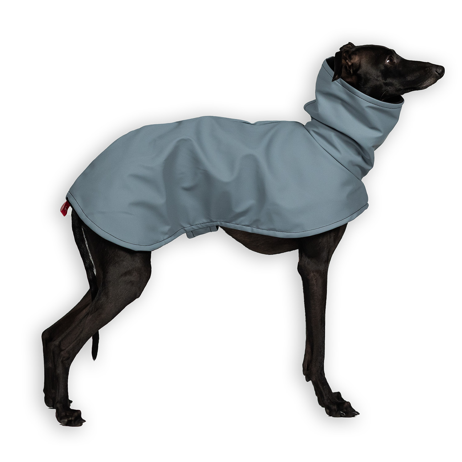 Italian greyhound STORM STOP SKYAN coat - Wear.Chartbeat image 1