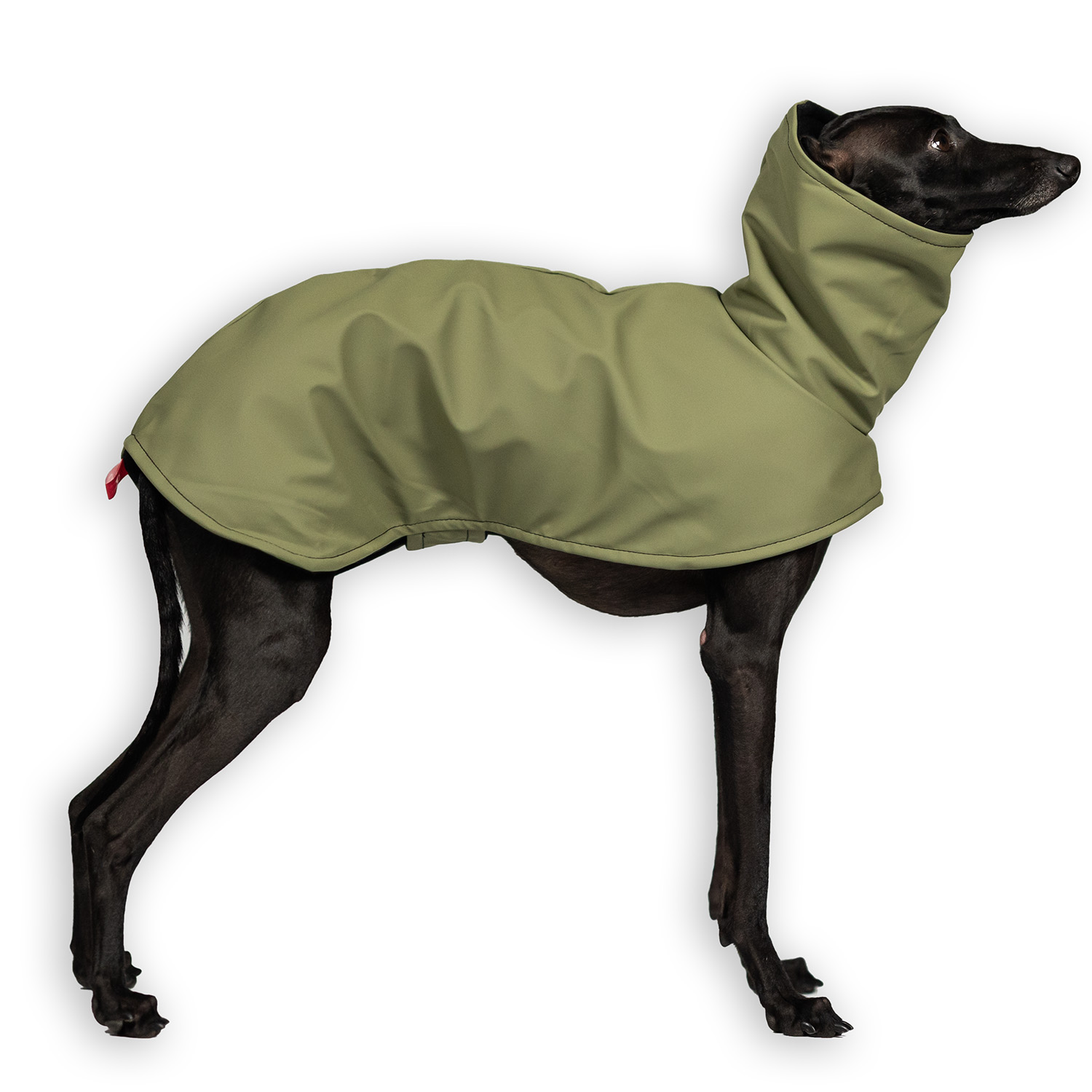 Italian greyhound STORM STOP ARMY coat - Wear.Chartbeat image 1