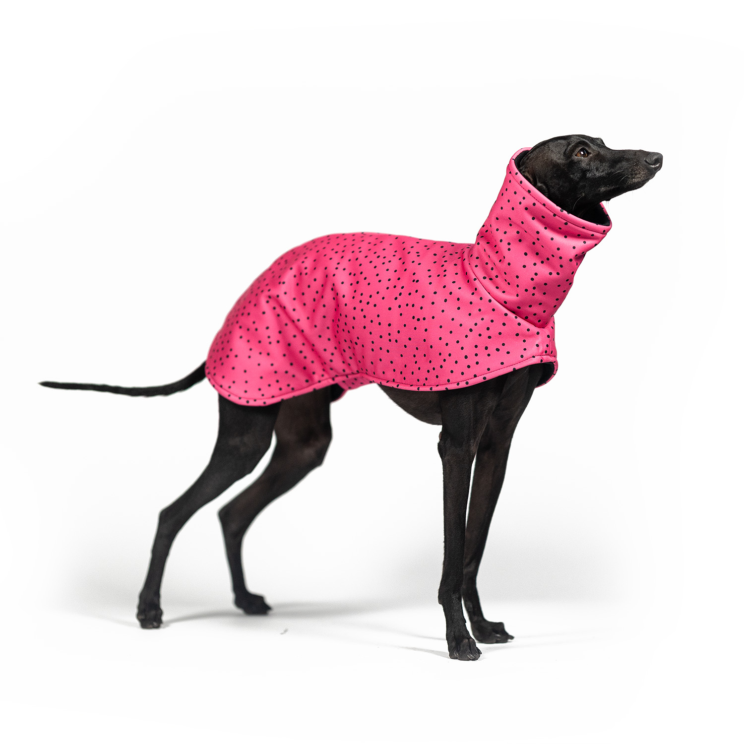 Italian greyhound ROSSO CRUSH Softshell® jacket - Wear.Chartbeat image 1