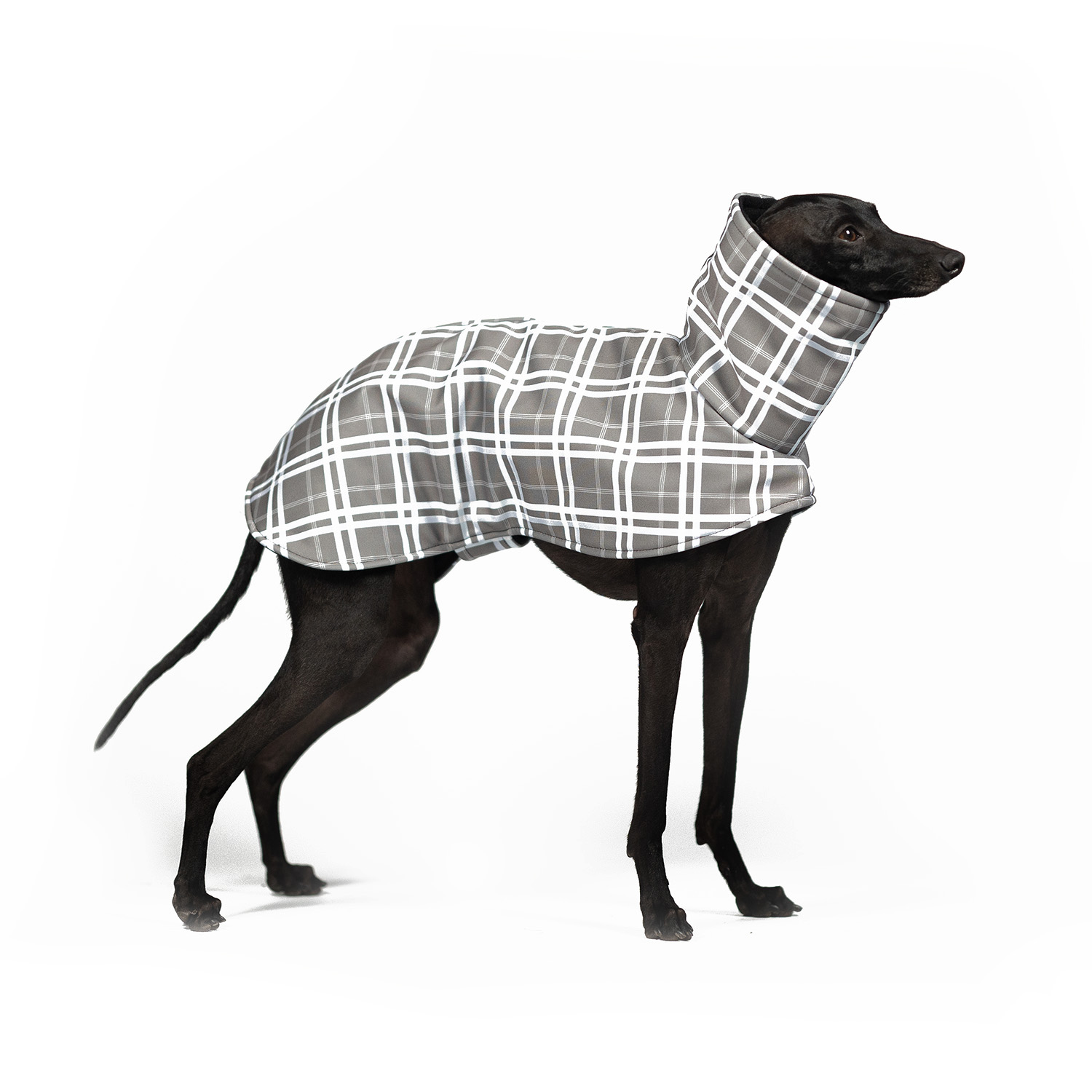 Italian greyhound FOG CHECK Softshell® jacket - Wear.Chartbeat image 1