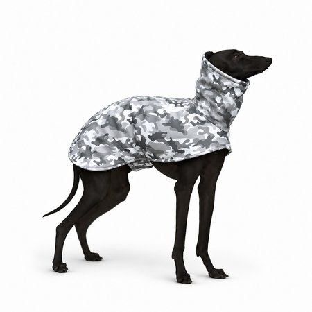 Italian greyhound CAMO WINTER Softshell® jacket