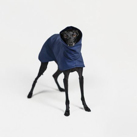 Italian greyhound STORMY NAVY coat
