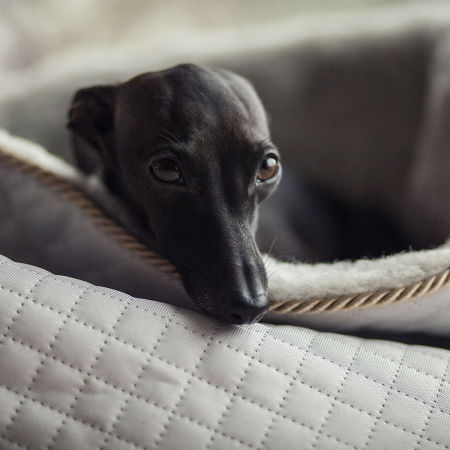 BOW MEOW ORIGINAL - bed for italian greyhound - My Dogue image 3