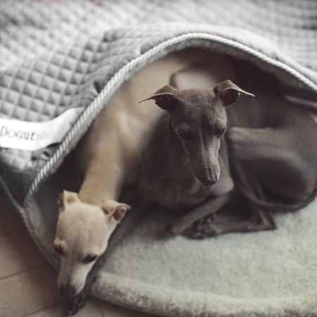 ALL AROUD italian greyhound bed - My Dogue image 2