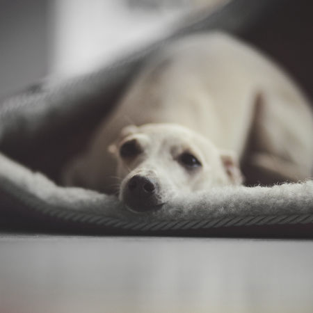 ALL AROUD italian greyhound bed - My Dogue image 3