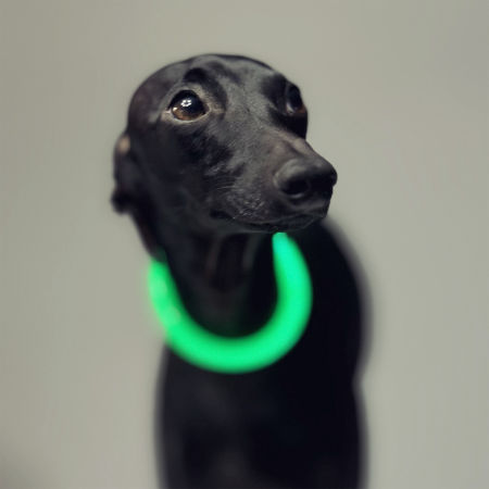 Led collar for dog image 2