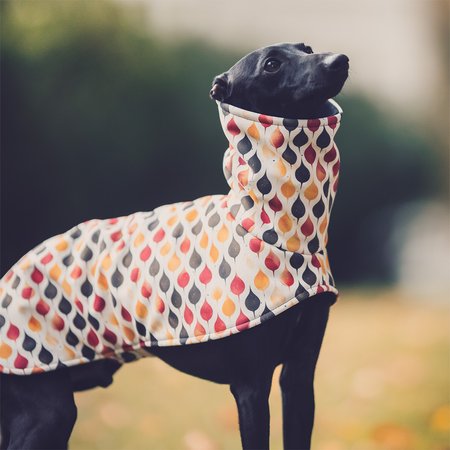 Italian greyhound AUTUMNATIC Softshell® jacket