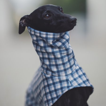 Italian greyhound CHECKMATE Softshell® jacket