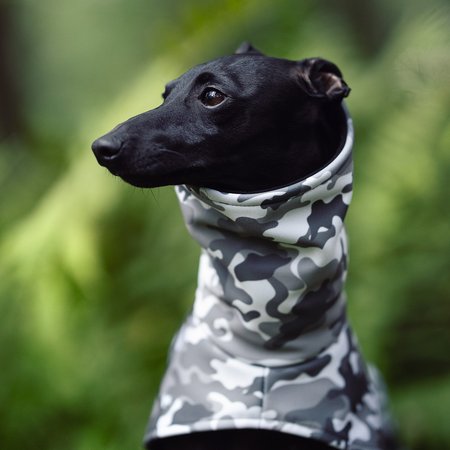 Italian greyhound CAMO WINTER Softshell® jacket