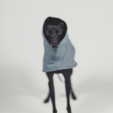 Italian greyhound STORM STOP SKYAN coat - Wear.Chartbeat image 4