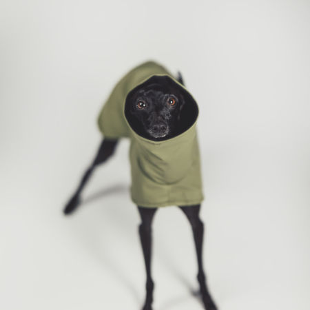 Italian greyhound STORM STOP ARMY coat - Wear.Chartbeat image 2