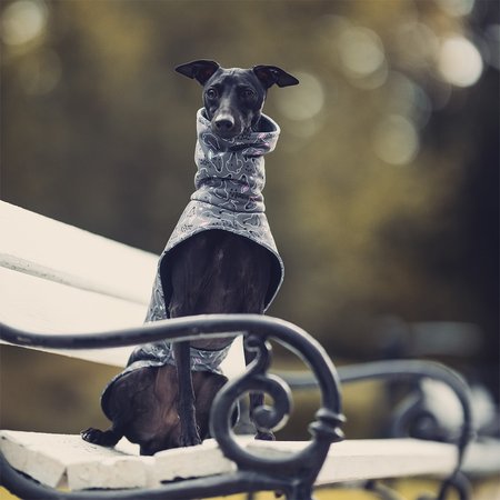 Italian greyhound SIGHTHIE Softshell® jacket