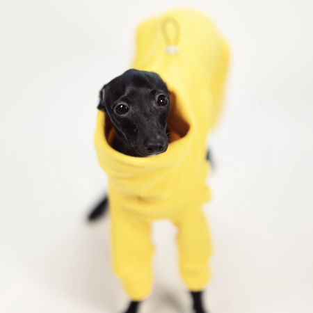 Jumpsuit for italian greyhound JUICY YELLOW - Wear.Chartbeat image 3