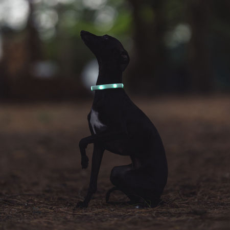 Led collar for dog