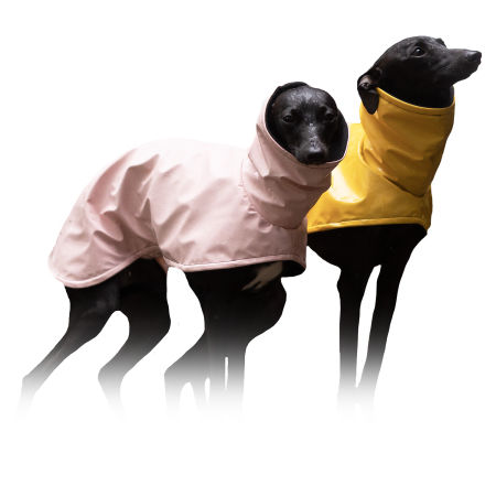 Italian greyhound STORM STOP coat