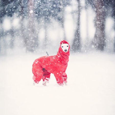 Jumpsuit for italian greyhound RUBY RED