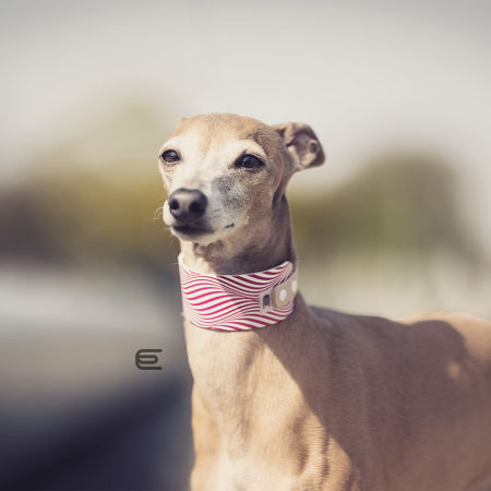 Italian greyhound collar EYESH 106 BioThane®