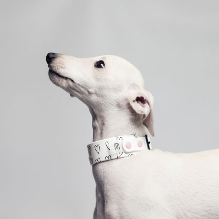 Italian greyhound collar PUPPY EYESH 222 BioThane® - EYESH -for dog walks- image 2