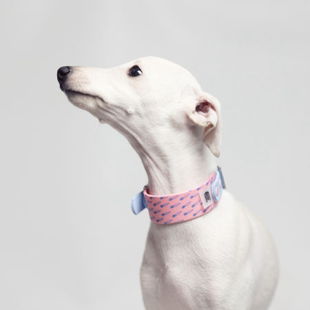 Italian greyhound collar PUPPY EYESH 225 BioThane® - EYESH -for dog walks- image 2