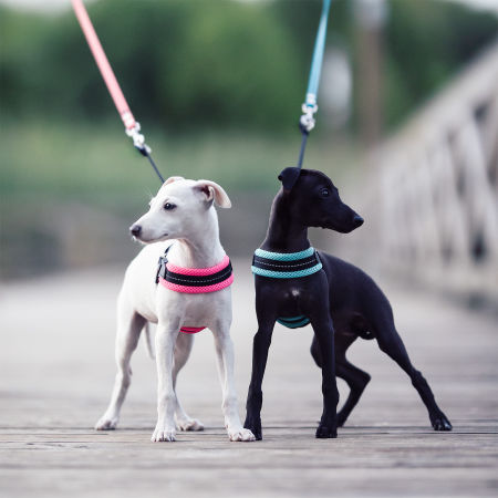 Harnesses for italian greyhound puppy - TRE PONTI