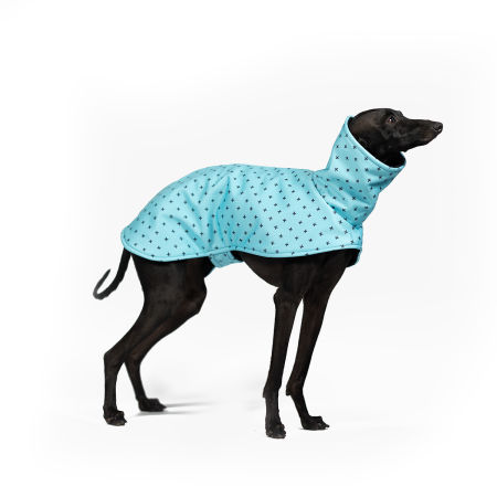 Italian greyhound BLUE POSITIVE Softshell® jacket - Wear.Chartbeat image 1