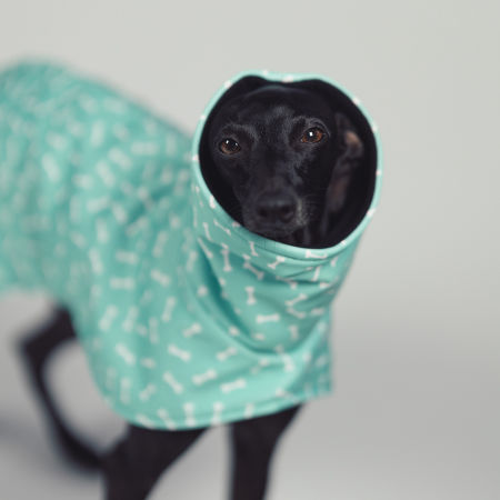 Italian greyhound BONE APPETIT Softshell® jacket - Wear.Chartbeat image 4