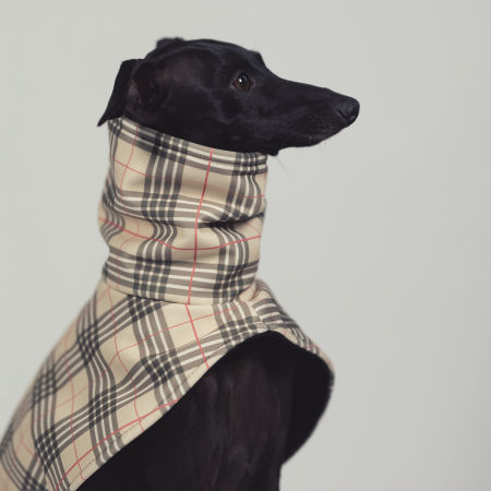 Italian greyhound FURBERRY Softshell® jacket - Wear.Chartbeat image 3