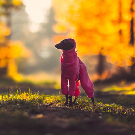 Jumpsuit for italian greyhound NEON PINK - Wear.Chartbeat image 2