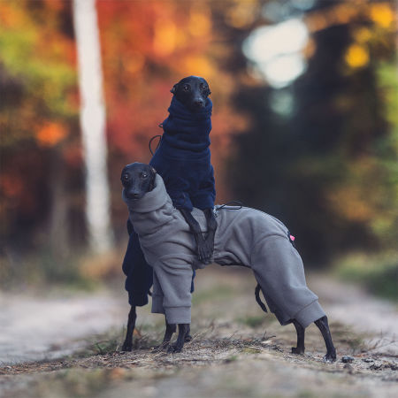 Jumpsuit for italian greyhound PALE GREY - Wear.Chartbeat image 2