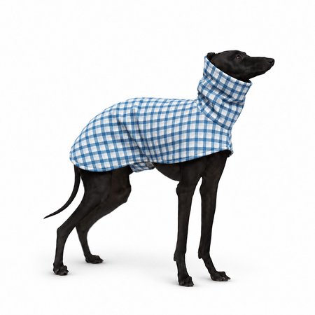 Italian greyhound CHECKMATE Softshell® jacket