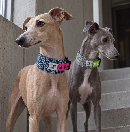 Italian greyhound collar EYESH 331 BioThane®