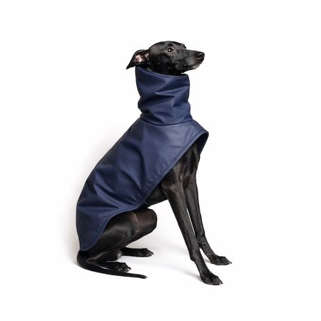 Italian greyhound STORMY NAVY coat