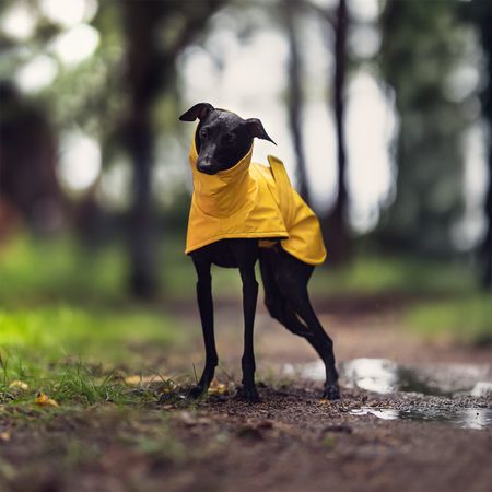 Italian greyhound STORMY BANANA coat