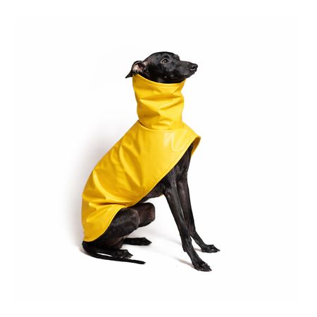 Italian greyhound STORMY BANANA coat